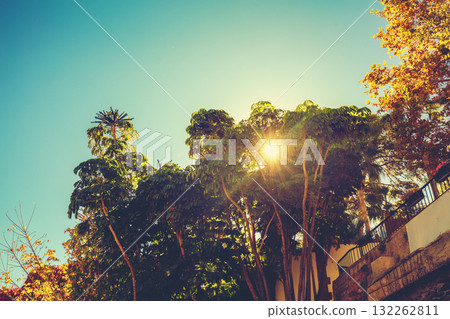 Mediterranean landscape. Foliage on a sunny day. Schefflera trees in the park Mediterranean landscape. Foliage on a sunny day. Schefflera trees in the park 132262811