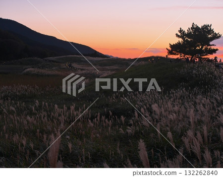 從曾尼高原的蒲葦叢中欣賞夕陽與孤松 132262840