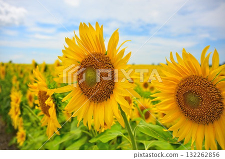 農業公園旁的向日葵田（新潟縣） 132262856