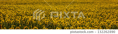 A blooming field of sunflowers. Horizontal banner 132262890