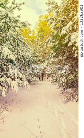 Snowy pine forest in winter in sunny weather. Vertical banner 132262901