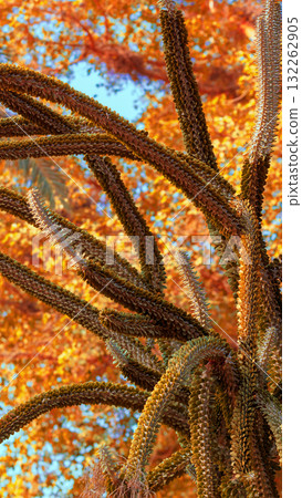 Succulent plants natural background. Vertical banner 132262905