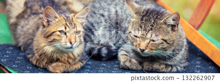 Two cats are lying on the rug. Horizontal banner 132262907