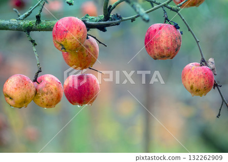 Red ripe apples on a branch in the garden after rain Red ripe apples on a branch in the garden after rain 132262909