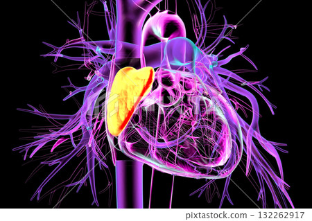 Auricle proper of right atrium, 3D illustration Auricle proper of right atrium, 3D illustration 132262917