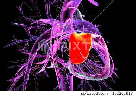Auricle proper of right atrium, 3D illustration 132262918