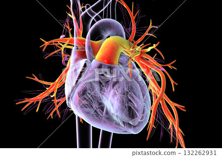 Pulmonary trunk highlighted in red, 3D illustration 132262931