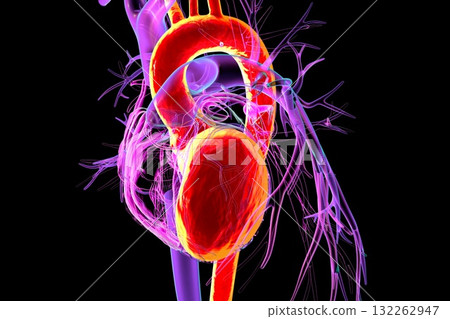Human heart with left ventricle and aorta highlighted in red, 3D illustration. These structures pump oxygenated blood into systemic circulation. Human heart with left ventricle and aorta highlighted in red, 3D illustration. These structures pump oxygenated blood into systemic circulation. 132262947