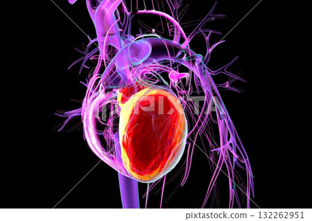 Human heart with left ventricle highlighted in red, 3D illustration. Human heart with left ventricle highlighted in red, 3D illustration. 132262951