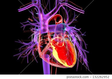 Human heart with left ventricle highlighted in red, 3D illustration. Human heart with left ventricle highlighted in red, 3D illustration. 132262952