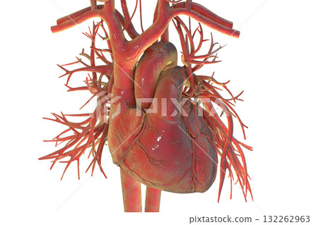 Human heart with major blood vessels, 3D illustration. 132262963