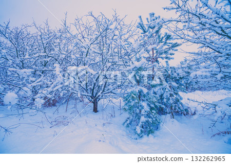 Nature winter background. Snowy forest. Trees covered with snow. Winter nature. Christmas background 132262965