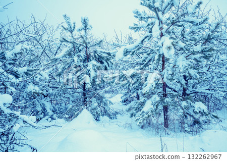 Nature winter background. Snowy forest. Trees covered with snow. Winter nature. Christmas background 132262967