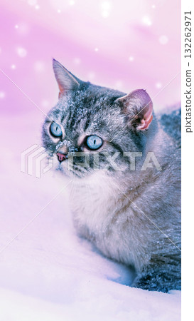 Portrait of a Siamese cat walking on the snow in winter in snowfall. Vertical banner 132262971