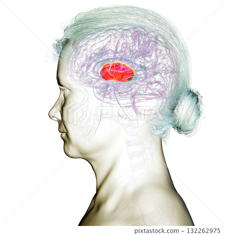Internal capsule highlighted in brain, 3D illustration Internal capsule highlighted in brain, 3D illustration 132262975
