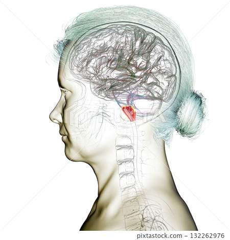 Medulla oblongata highlighted in human brain, 3D illustration Medulla oblongata highlighted in human brain, 3D illustration 132262976