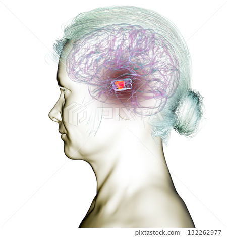 Human brain with highlighted substantia nigra, 3D illustration. Human brain with highlighted substantia nigra, 3D illustration. 132262977