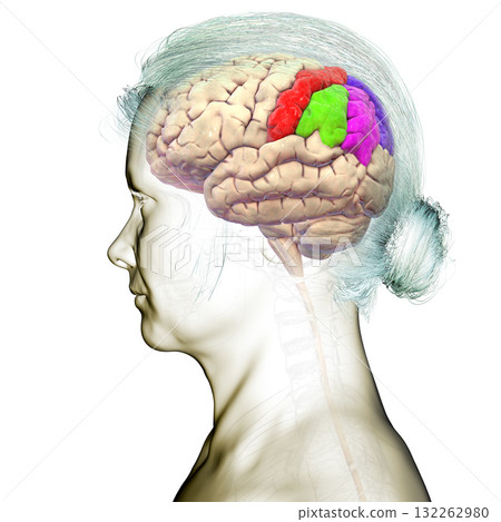 Brain parietal gyri, 3D illustration 132262980