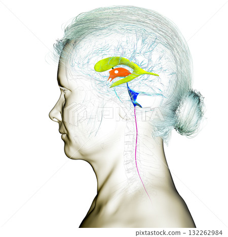 Human brain with colored ventricles, 3D illustration, lateral (yellow), third (orange), fourth (blue), interventricular foramen (green), cerebral aqueduct (dark purple), spinal channel (light purple). Human brain with colored ventricles, 3D illustration, lateral (yellow), third (orange), fourth (blue), interventricular foramen (green), cerebral aqueduct (dark purple), spinal channel (light purple). 132262984