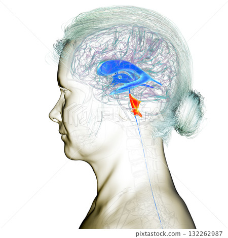 Fourth ventricle of human brain, 3D illustration highlighting the cavity between brainstem and cerebellum, part of ventricular system involved in cerebrospinal fluid circulation. Fourth ventricle of human brain, 3D illustration highlighting the cavity between brainstem and cerebellum, part of ventricular system involved in cerebrospinal fluid circulation. 132262987