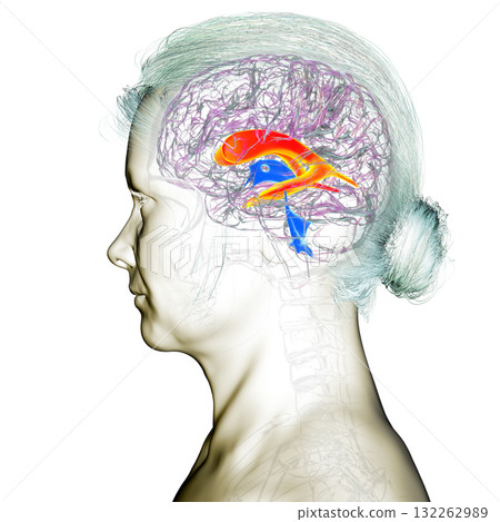 The lateral brain ventricles, 3D illustration The lateral brain ventricles, 3D illustration 132262989