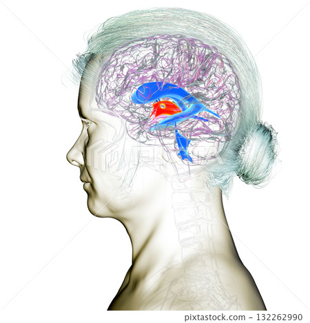 Third brain ventricle, 3D illustration Third brain ventricle, 3D illustration 132262990