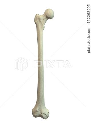 Anatomy of femur bone, 3D illustration 132262995