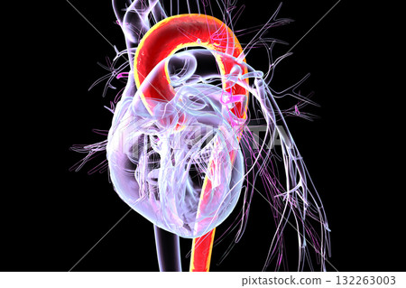Heart with aorta highlighted in red, 3D illustration 132263003