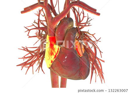 Heart with atria, 3D illustration 132263007