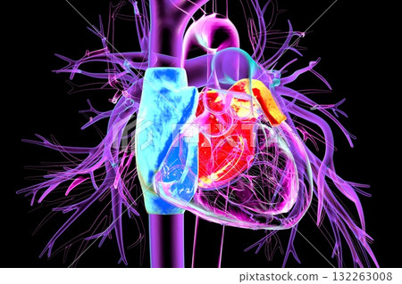 Heart with atria, 3D illustration 132263008