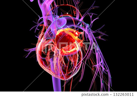 Left atrium highlighted in red, 3D illustration 132263011