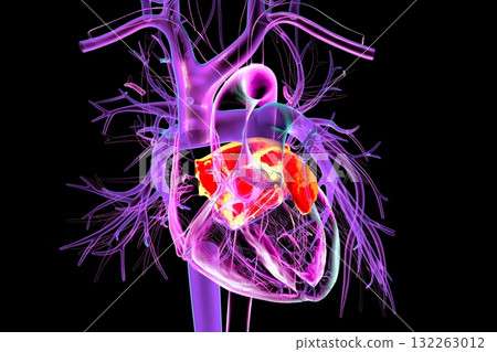 Left atrium highlighted in red, 3D illustration 132263012