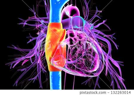 Right atrium, superior and inferior vena cava, 3D illustration 132263014