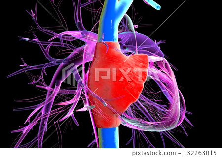 Right atrium, superior and inferior vena cava, 3D illustration 132263015