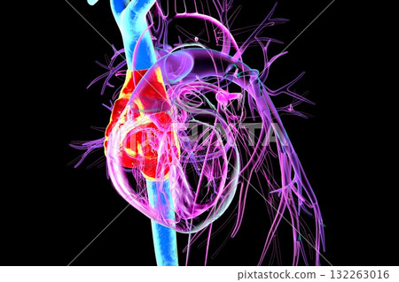 Right atrium, superior and inferior vena cava, 3D illustration 132263016