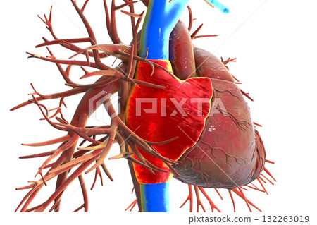 Right atrium, superior and inferior vena cava, 3D illustration 132263019