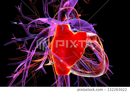 Heart with right atrium highlighted in red, 3D illustration Heart with right atrium highlighted in red, 3D illustration 132263022