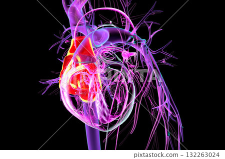 Heart with right atrium highlighted in red, 3D illustration Heart with right atrium highlighted in red, 3D illustration 132263024