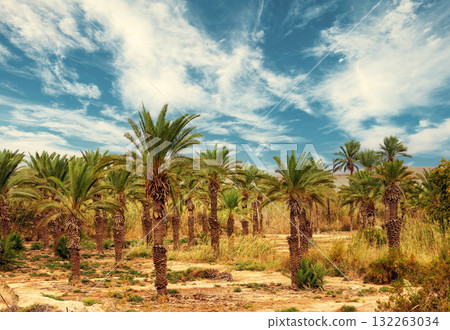 Rural landscape with date palms plantation and beautiful cloudy sky 132263034