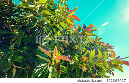 Magnolia branches against the blue sky on a sunny day. Natural background Magnolia branches against the blue sky on a sunny day. Natural background 132263037