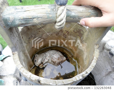A Small Statue of Mouse Trapped in a Rusty Well Bucket with Water 132263048