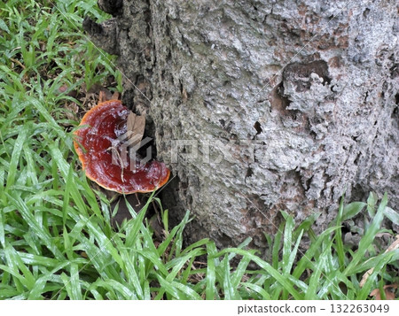 Vibrant Red Mushroom Growing on a Rough Tree Trunk in Grass 132263049