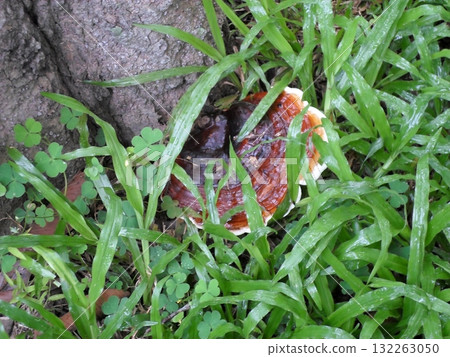 Glossy Red Mushroom at the Base of a Tree with Clover and Grass 132263050