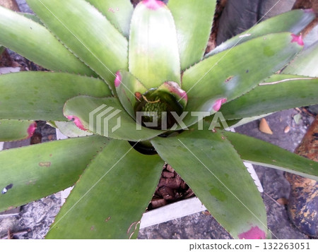 Lush Green Bromeliad with Pink Tipped Leaves in a White Pot 132263051
