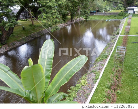 Banana Plant with Broad Leaves Overlooking a Calm River and Garden 132263053