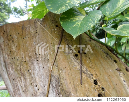 Decayed Tree Trunk with Vines and Heart Shaped Leaves in a Zoo Setting 132263060