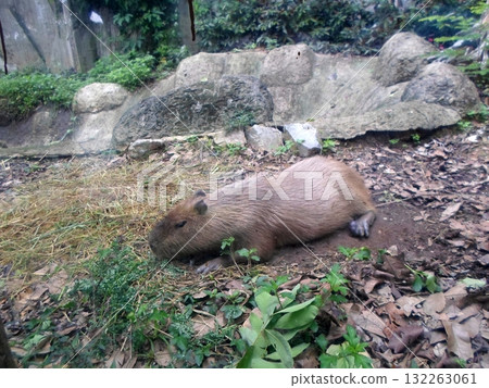 Capybara Resting on the Ground in a Zoo Enclosure with Rocks and Greenery 132263061