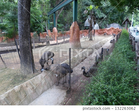 Emus Foraging in a Zoo Enclosure with Red Rock Formations and Lush Greenery 132263062