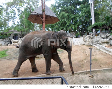 Elephant Walking in a Zoo Habitat with a Thatched Shade and Rocky Terrain Elephant Walking in a Zoo Habitat with a Thatched Shade and Rocky Terrain 132263065
