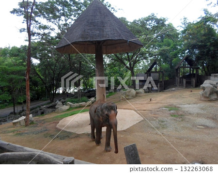 Elephant Standing in a Zoo Enclosure with Thatched Structures and Greenery 132263068
